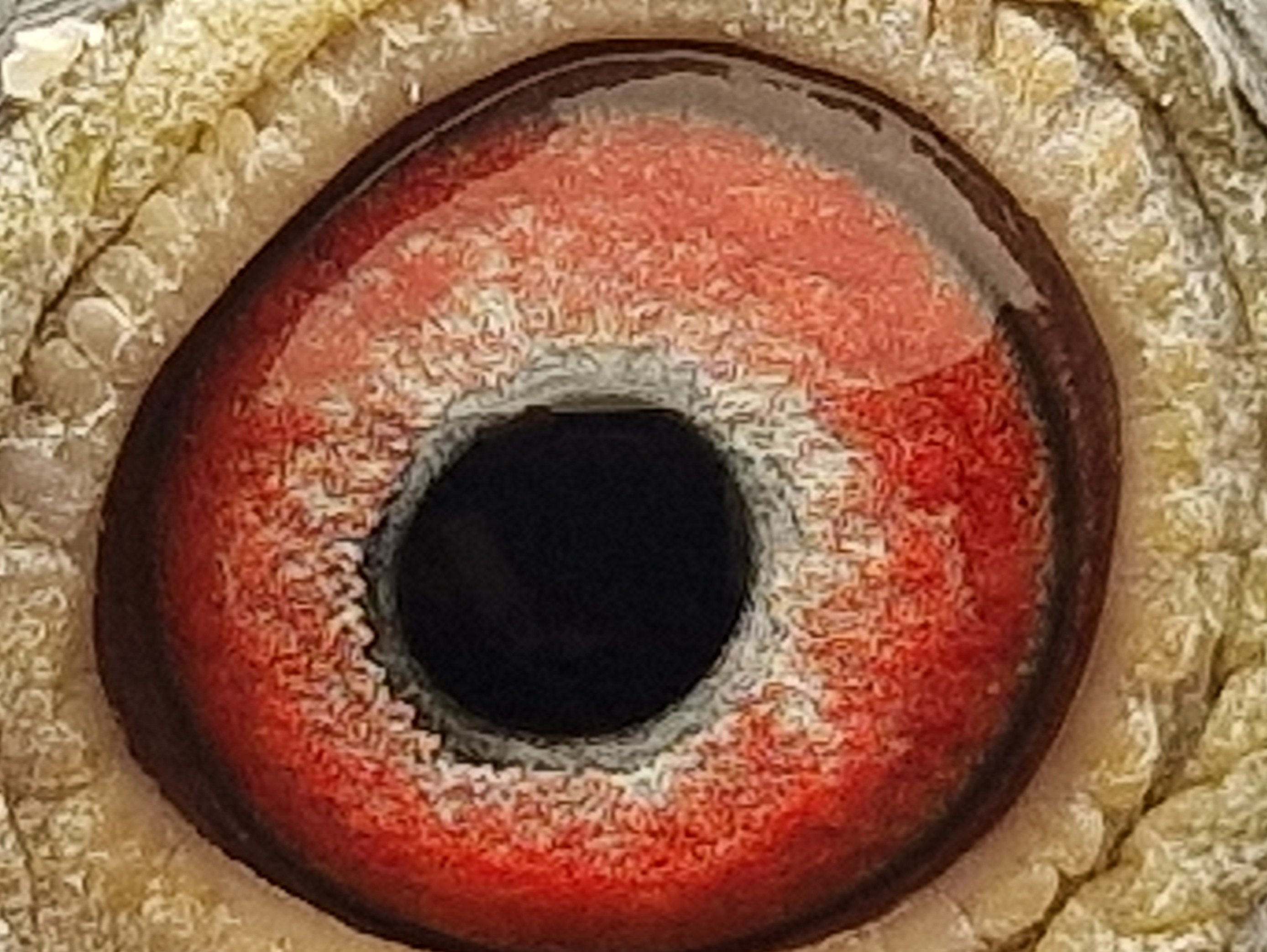 Pigeon eye